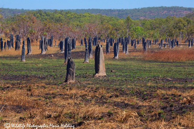Magnetic Termite mounds, Litchfield National Park © Marie Holding